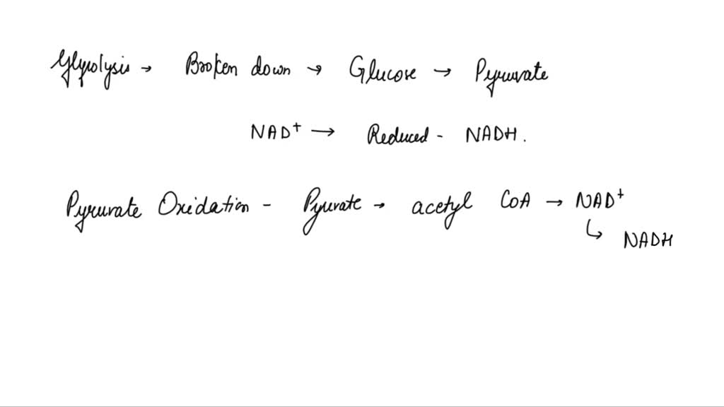SOLVED Which phase(s) of cellular respiration are anaerobic? Check all