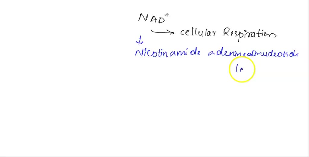 Role Of Nad In Cellular Respiration