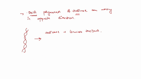 during-dna-synthesis-the-lagging-strand-is-made-in-fragments-called-okazaki-fragments-because-select-one-dna-polymerase-and-primase-are-moving-in-the-opposite-direction-dna-polymerase-and-pr-33252