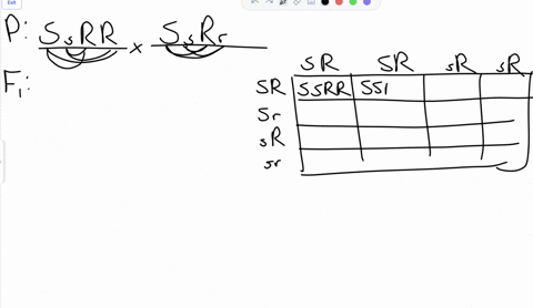 which-of-the-following-probabilities-is-correct-regarding-the-progeny-of-a-mating-of-an-ss-rr-individual-to-an-individual-who-is-ss-rr-a-indicates-the-the-second-allele-is-either-dominant-or-recessive