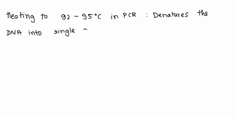 in-a-typical-pcr-reaction-describe-what-is-happening-in-stages-occurring-at-temperature-ranges-9295c-heating-to-9295-c-allows-the-primers-to-bind-to-the-denatured-dna-heating-to-9295c-allows-48823
