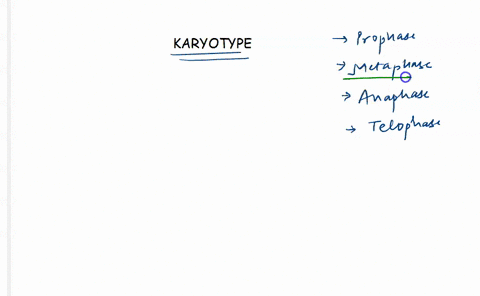 at-which-stage-of-mitosis-are-chromosomes-usually-photographed-interphase-in-the-preparation-of-a-karyotype-anaphase-metaphase-prophase-15918