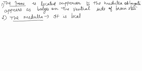 -explain-how-you-can-tell-the-difference-between-the-pons-the-medulla-and-the-spinal-cord-on-a-sheep-brain-_-what-four-structures-make-up-the-corpora-quadrigemina-where-is-the-corpus-callosu-39067