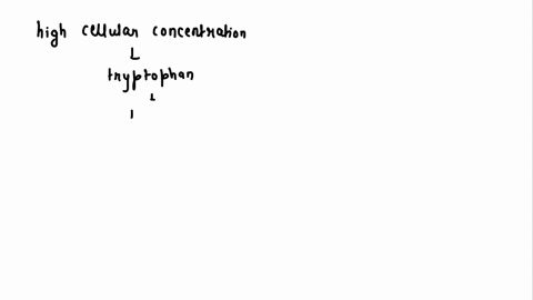 in-the-presence-of-high-cellular-concentrations-of-tryptophan-tryptophan-binds-to-the-repressor-which-than-binds-to-the-operatorthe-repressor-attaches-to-the-dna-but-transcription-proceedsth-46373