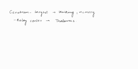 the-___-acts-as-a-relay-for-the-cerebrum-a-medulla-b-pons-c-hypothalamus-d-midbrain-e-thalamus-73633
