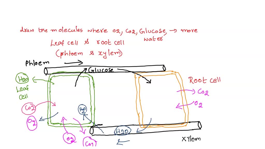 Where does carbon dioxide go?