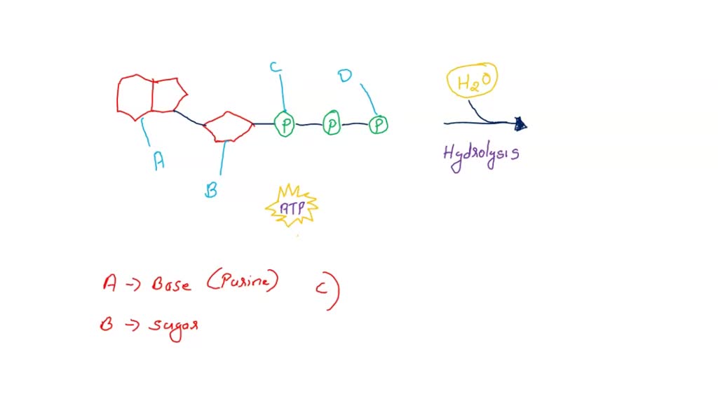 SOLVED Which part of the ATP molecule shown below breaks off when ATP