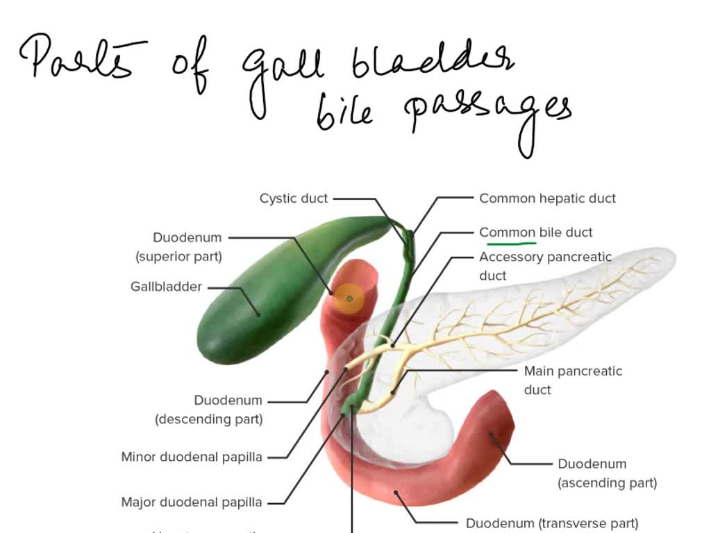 SOLVED: Correctly label the following parts of the gallbladder and bile ...