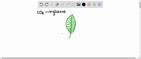 what-enzyme-meets-co2-when-it-enters-the-leaf