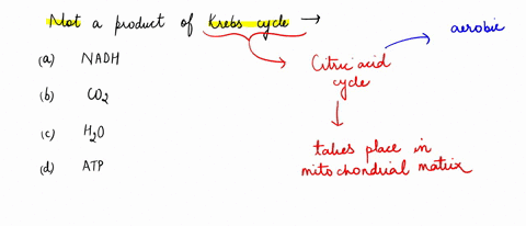 which-of-the-following-is-not-a-product-of-the-krebs-cycle-nadh-co2-h2o-atp-37341