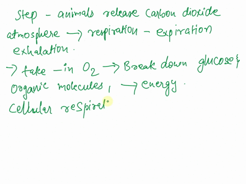 what-step-is-the-animal-releases-the-carbon-dioxide-back-into-the-atmosphere-during-respiration-89488