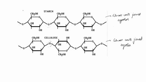 cellulose-digestion-both-starch-and-cellulose-are-made-by-stringing-together-many-glucose-molecules-however-while-starch-is-easily-digested-by-humans-cellulose-is-indigestible-the-starch-pol-64256
