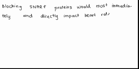 figure-nerve-cells-release-the-neurotransmitter-acetylchcline-by-exocytosis-of-secretory-vesicles-acetylcholine-binds-to-g-protein-coupled-receptor-gpcr-on-heart-muscle-making-the-heart-beat-08044