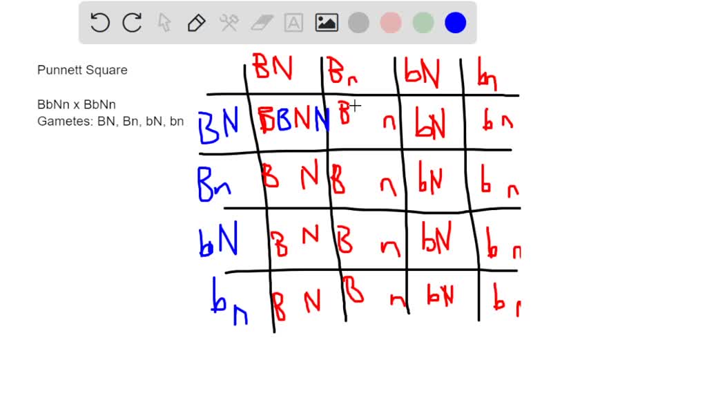 SOLVED: In mice, black fur (B) is dominant to brown fur (b), and non