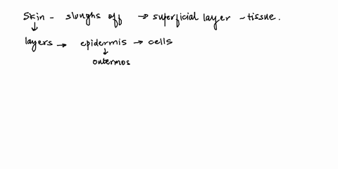 because-the-skin-sloughs-off-on-a-regular-basis-the-most-superficial-layer-of-the-epidermis-is-primarily-composed-of-what-type-of-tissue-a-simple-columnar-epithelium-b-simple-squamous-epithe-84385