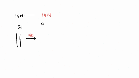 a-line-of-mouse-cells-is-grown-for-many-generations-in-a-medium-with-15n-cells-in-g1-are-then-switched-to-a-new-medium-that-contains-14n-draw-a-pair-of-homologous-chromosomes-from-these-cell-18896