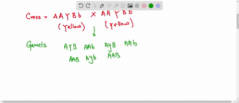 in-mice-the-presence-of-aa-alleles-give-rise-to-the-agouti-fur-color-aay-gives-rise-to-a-yellow-fur-color-and-ayay-is-lethal-causing-mice-to-die-before-birth-the-b-allele-results-in-pigment-01008