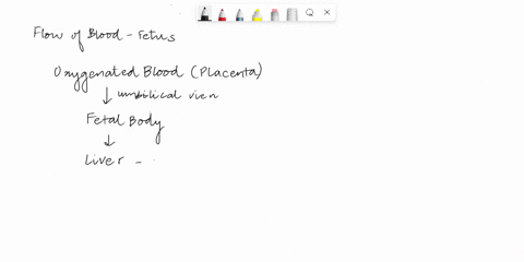 question4-explain-the-flow-of-fetal-blood-from-the-liver-via-the-umbilical-vein-essentially-into-the-right-atriurm-and-through-the-interatrial-septum-into-the-left-atrium-describe-how-the-fo-19968