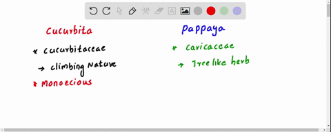 how-are-cucurbita-plants-diff-from-papaya-plants-with-reference-to-the-flower-they-bear-68981