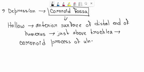 this-is-a-depression-on-the-dlistal-end-of-the-anterior-humnerus-trochlea-olecranon-fossa-medial-epidcondyle-coronoid-fossa-question-8-the-only-point-of-direct-connection-between-the-pectora-72725