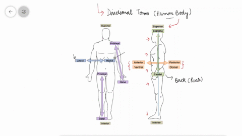 terms-that-apply-to-the-backside-of-the-body-in-the-anatomical-position-include-a-ventral-anterior-b-71826