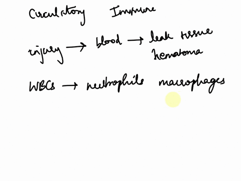 how-do-the-circulatory-system-and-immune-system-work-together-to-respond-to-an-injury-84977