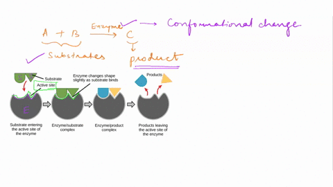 if-an-enzyme-catalyzes-the-reaction-a-b-c-then-multiple-cholce-the-enzyme-undergoes-conformational-change-when-bound-t0-a-and-b-the-active-site-of-the-enzyme-binds-more-tightly-than-a-and-b_-94452