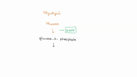 atp-yield-each-of-the-following-molecules-is-processed-by-glycolysis-to-lactate-how-much-atp-is-gene-46938