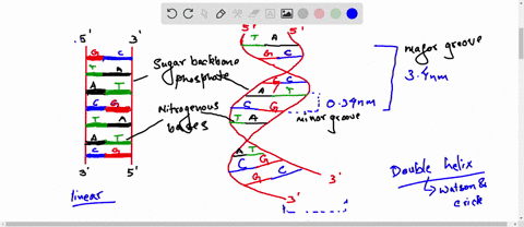 as-a-science-ambassador-you-have-been-given-a-task-to-create-the-primitive-human-dna-model-with-the-aid-of-a-complete-labeled-diagram-describe-the-propose-dna-model-to-your-class-members-ple-05846