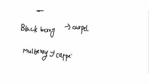 4-blackberries-look-very-similar-to-mulberries-because-both-are-composed-ofnumerous-small-sections-grouped-together-to-form-single-fruit-the-sections-of-a-blackberry-come-from-many-carpels-w-03232