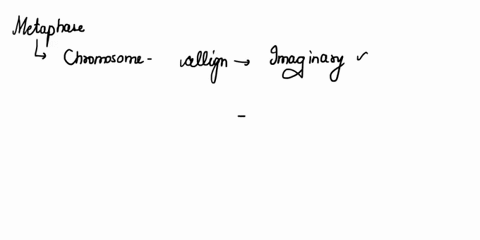 metaphase-what-happens-draw-this-to-the-chromosome-in-this-inside-the-cell-stage-what-centethe-imaginary-line-called-through-the-cell-the-anaphase-what-happens-to-the-chromosome-in-this-draw-21574