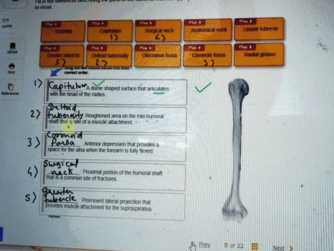 fill-in-the-sentence-describing-the-parts-of-the-humerus-with-the-appropriate-features-then-place-the-structures-in-order-from-proximal-prelab-12pectoral-girdie-and-superior-appendages-5-fil-10453