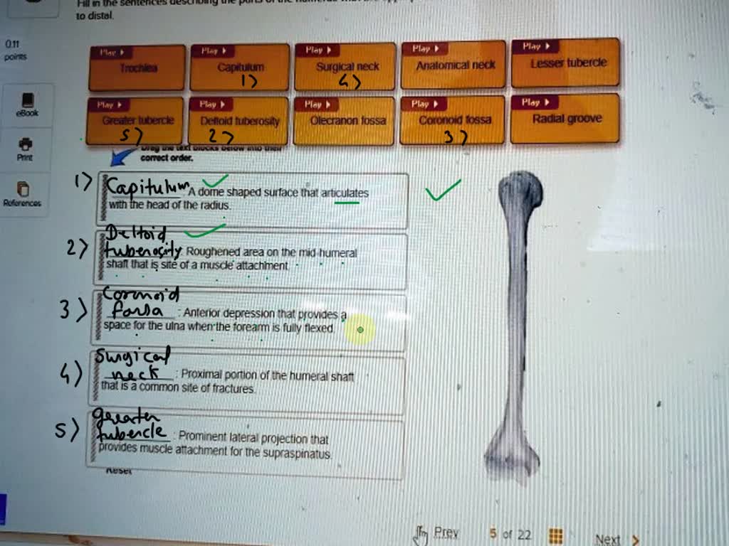 SOLVED In the sentences describing the parts of the humerus with the