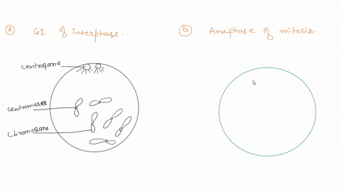 a-diploid-cell-has-4-chromosomes-ie-two-pairs-of-homologs-in-g1-of-interphase_-draw-picture-of-this-cell-with-its-chromosomes-at-the-following-stages_-draw-each-double-stranded-dna-molecule-02585