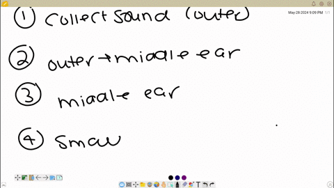 d-ear-model-know-the-functions-of-and-be-able-to-identify-the-following-structures-on-the-ear-models-and-if-applicable-know-whether-they-are-found-in-the-outer-middle-or-inner-ear-begintabularlll-hlin
