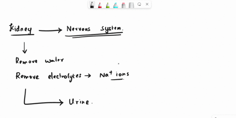 how-does-the-nervous-system-affect-the-excretory-system-o-a-the-brain-sends-hormones-to-the-kidneys-o-b-action-potentials-are-sent-through-water-in-the-blood-o-c-the-kidneys-filter-excess-sa-56004