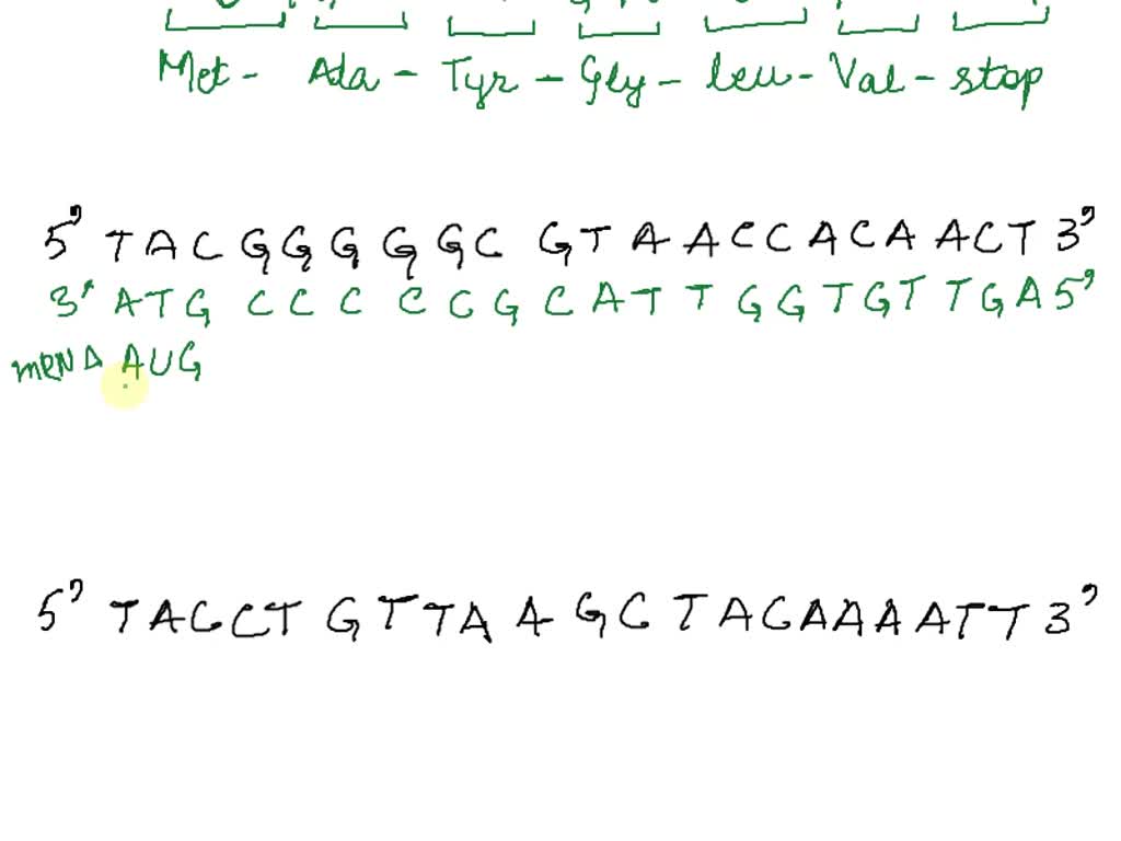 SOLVED: BREAKING THE CODE REPLICATION For each of the three DNA ...