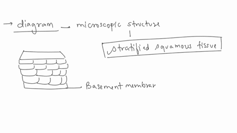 in-the-following-picture-identify-the-epithelial-tissue-you-can-see-a-very-clear-basement-membrane-which-should-help-you-determine-where-the-epithelial-tissue-is-in-contrast-to-the-deeper-co-20147