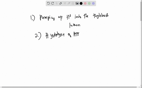 circle-the-correct-answer-the-process-that-forms-the-electrochemical-gradient-during-photosynthesis-produccn-wziertrom-oxyken-thxlakold-lumen-pumpinz-into-the-thxlakoid-uinen-procucrion-ofh-48644