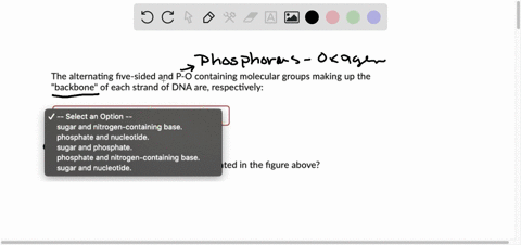 question-2-1-point-the-alternating-five-sided-and-p-o-containing-molecular-groups-making-up-the-backbone-of-each-strand-of-dna-are-respectively-select-an-option-sugar-and-nitrogen-containing-80224