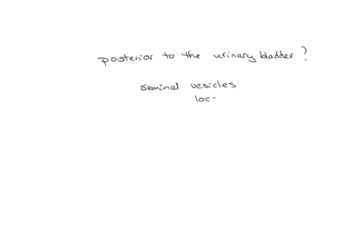 in-males-which-type-of-gland-is-found-on-the-posterior-side-of-the-bladder-bulbourethral-gland-seminat-vesicles-prostate-gland