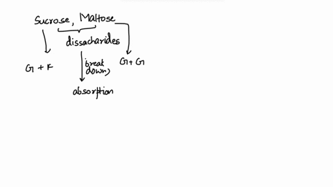 although-sucrose-and-maltose-are-important-to-the-human-diet-they-are-not-taken-up-directly-in-the-bodyexplain-how-they-are-absorbed-15131