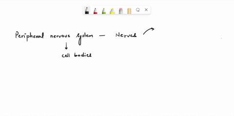 cell-bodies-of-the-peripheral-nervous-system-are-located-in-a-nerves-b-shawn-cell-c-the-motor-division-d-the-sensory-division-d-ganglia-93383