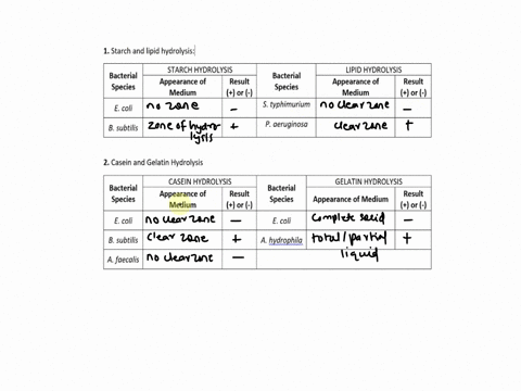 1-starch-and-lipid-hydrolysis-starch-hydrolysis-bacterial-bacterial-appearance-of-result-species-species-medium-or-e-coli-s-typhimurium-lipid-hydrolysis-appearance-of-result-medium-or-b-subt-79363