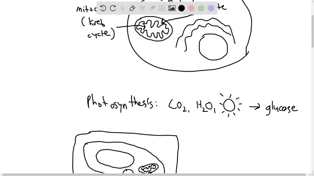 solved-let-s-bring-what-you-have-learned-about-the-carbon-cycle