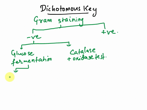 unknown-culture-identification-solving-the-mysterypurpose-solve-the-identity-of-an-unknown-bacterial-specimen-by-creating-a-dichotomous-key-and-using-the-staining-culturing-and-biochemical-i-45509