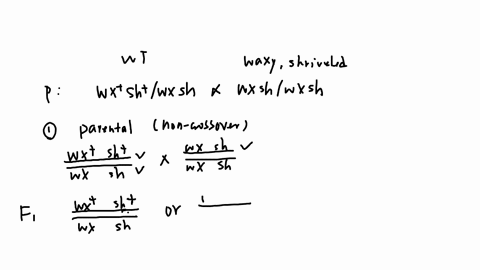 a-geneticist-is-aiming-to-obtain-a-variety-of-corn-that-has-particular-attributes-in-order-to-understand-the-inheritance-of-particular-traits-they-perform-a-series-of-genetic-crosses-as-desc-58748