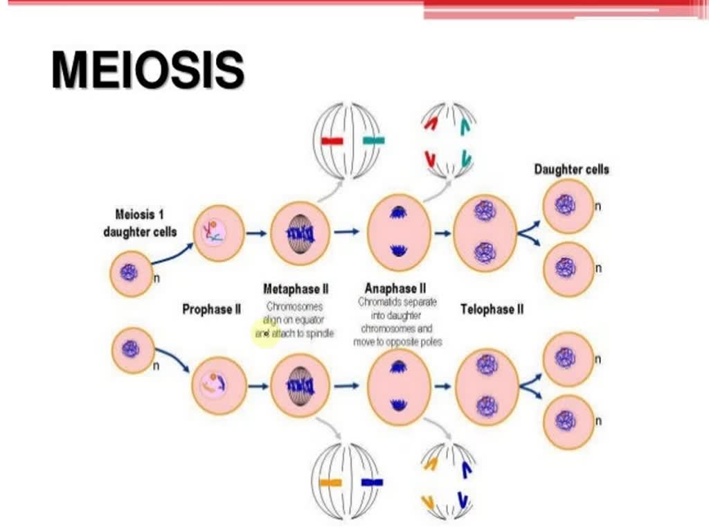 SOLVED: DM diagram of how chromosomes behave during meiosis cells ...