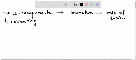 name-two-components-of-the-brainstem-and-indicate-the-main-functions-of-each-00882