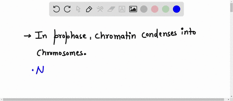 during-mitosis-chromatin-condenses-into-chromosomes-spindle-fibers-form-from-one-end-of-the-cell-to-the-other-and-centrioles-organize-the-spindle-fibers-which-stage-of-mitosis-happens-next-a-41243